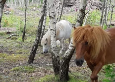 X Achives et Anciens membres (C)