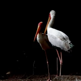 035-IMG 6005  - Cigogne à bec jaune