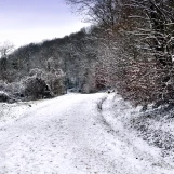 09.01.2024 En forêt de Maurepas