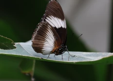 la serre aux paillons en mai 2024
