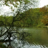 Etang d'Or à Rambouillet.
