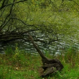 Etang d'Or à Rambouillet.