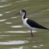 Echasse blanche IMG 2511