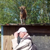 Au "Paradis de la Charnie" (Sarthe): nous sommes surveillés et, ... une personne en particulier ! Photo réalisée par Françoise LANCERAUX