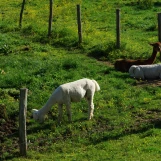 Au "Paradis de la Charnie" (Sarthe): alpagas mâles