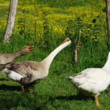 Au "Paradis de la Charnie" (Sarthe): en famille