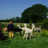 Au "Paradis de la Charnie" (Sarthe): alpagas mâles