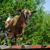 Au "Paradis de la Charnie" (Sarthe): vigie