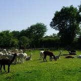 Au "Paradis de la Charnie" (Sarthe): groupe d'alpagas femelles