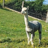 IMG-20260524-WA0010