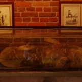 Château de la Bussière (Loiret): caelacanthe dans son aquarium de formol