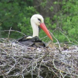 IMG 0062